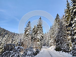 Nature under the snow with sun and shadows in winter.