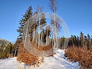 Nature under the snow with sun and shadows in winter.