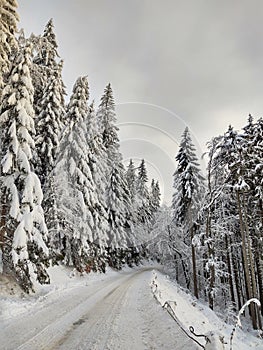 Nature under the snow with sun and shadows in winter.