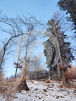 Nature under the snow with sun and shadows in winter.