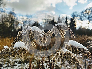 Nature under the snow with sun and shadows in winter.