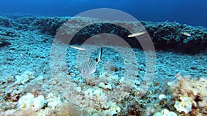 Nature underwater - Alone Mediterranean Sea reef fish
