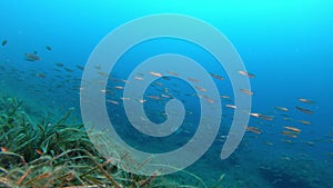 Nature underwater - Little fishes swimming over a posidonia field