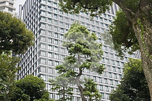 Nature or urban background with view of Hibiya park in Tokyo, Japan photo