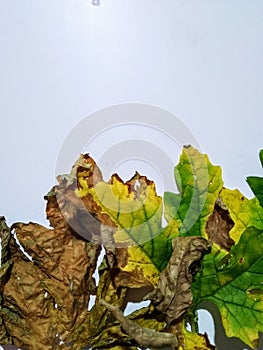 the nature varies from green leaves to dry leaves