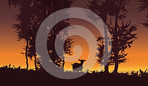 Nature vector background. Forest sunset landscape with goat.