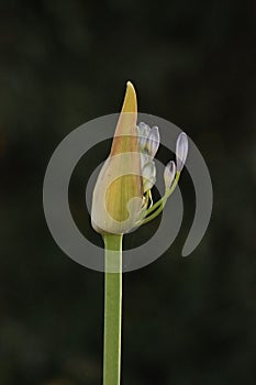 Nature Vertical image Delicate single Purple lily of the Nile Agapanthus flower bud stem beginning Bloom