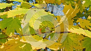 Nature Video Scenario scene close up of colorful maple leaf that is blowing by the wind and maple leaves are changing