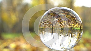 Nature Video Scenario scene close up in crystal ball with backgorund of colorful maple leaf and other yellow leaves from