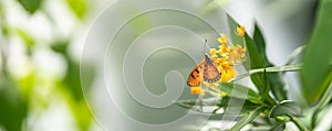 Nature view of beautiful orange butterfly on yellow flower with green leaf nature blurred background in garden with copy space