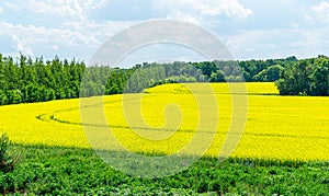 Nature view of bright yellow oilseed rape field. Rapeseed field under the blue sky on blurred background with copy space