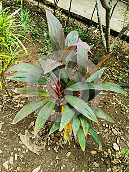 Nature view of cordyline fruticosa plant in garden