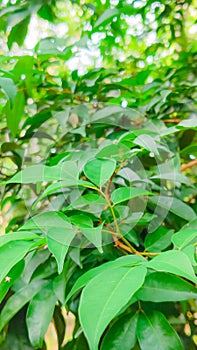 nature view of green leaves background and. Flat lay, bright nature concept, tropical leaves