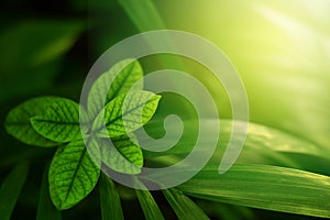 Nature view of green leaves on blurred greenery background in forest