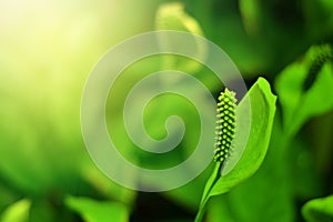 Nature view of green leaves on blurred greenery background in forest