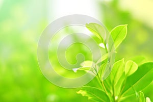 Nature view of green leaves on blurred greenery background in forest