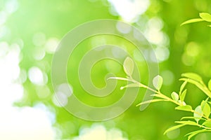 Nature view of green leaves on blurred greenery background in forest