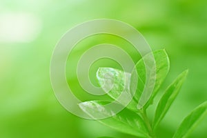 Nature view of green leaves on blurred greenery background in forest