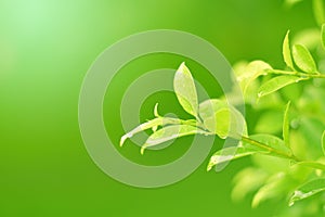 Nature view of green leaves on blurred greenery background in forest