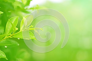 Nature view of green leaves on blurred greenery background in forest