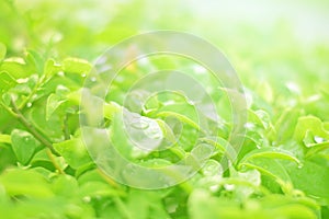 Nature view of green leaves on blurred greenery background in forest