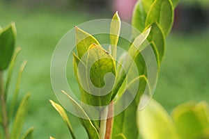 Nature view of green leaves on blurred greeny background