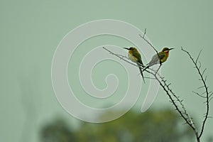 Nature view through the lens