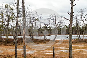 Nature view of a marsh with a marsh lake and windblown trees along the edge of the lake