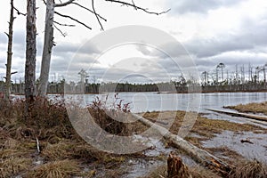 Nature view of a marsh with a marsh lake and windblown trees along the edge of the lake