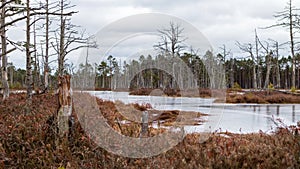 Nature view of a marsh with a marsh lake and windblown trees along the edge of the lake