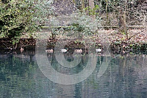 The nature view in river with ducks of the Vizille