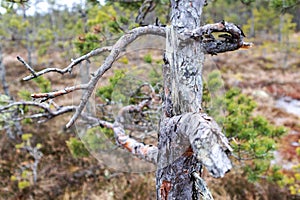 Nature view of a swamp with a pine tree in the foreground