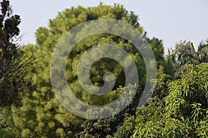 Nature view under the sky