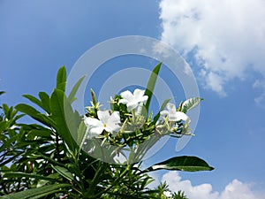 Nature village wild Flower of Sri Lanka