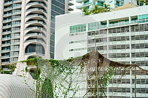 Nature vines reclaiming the city of concrete urban jungle photo