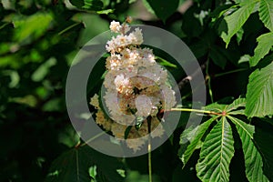 Nature wakes up in the spring. Chestnut tree in blossoming