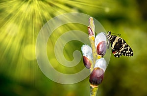 Nature is waking up and spring is coming. One beautiful moment. A new life is born. Butterfly on a blossoming branch.