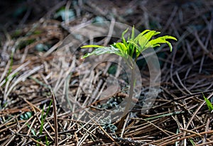 Nature is waking up and spring is coming. One beautiful moment. A new life is born. Sun rays in the background.