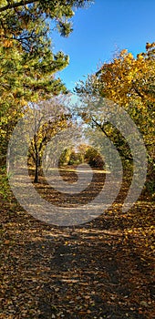 Nature Walk Fall Path