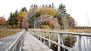 Nature Walk through Marsh during Autumn Colours