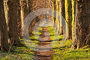 Nature walk tunnel photo