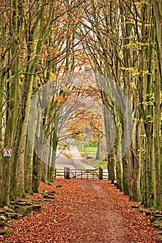 Nature walk tunnel