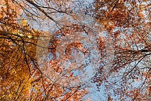 Nature walking during Autumn at the Fontainebleau Forest