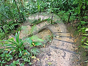 Nature walking trail at man made forest jungle in the middle of the capital city at Taman Tugu Negara at Kuala Lumpur, Malaysia