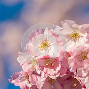 Nature wallpaper background with blossoming Sakura. Selective focus. Game of color.