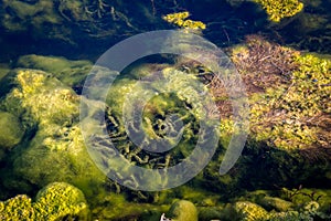 Nature and water pollution. Algae and seaweed in the water