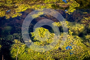 Nature and water pollution. Algae and seaweed in the water