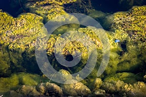 Nature and water pollution. Algae and seaweed in the water