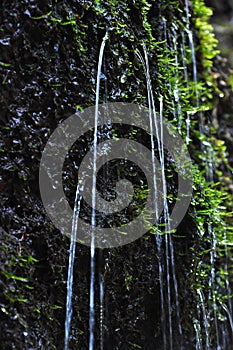 Nature water trickle photo