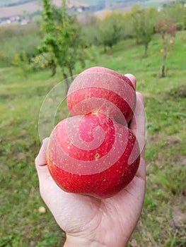 Nature weird apple in human hand